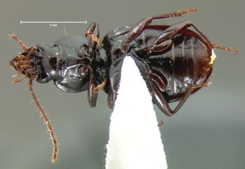 Media type: image;   Entomology 34426 Aspect: habitus ventral view